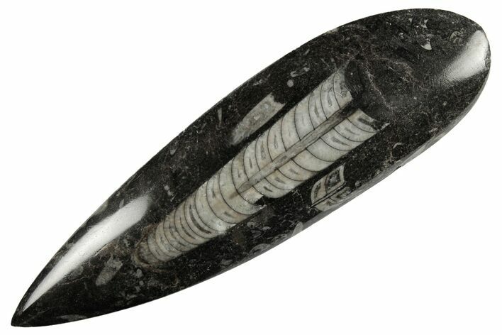 Polished Fossil Orthoceras (Cephalopod) - Morocco #182098